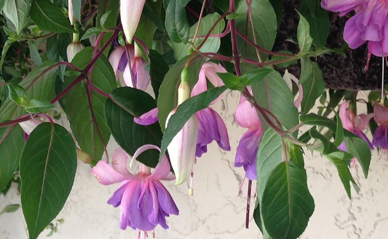 Spring Flowers